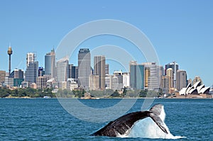 Humpback Whale against Sydney skyline in New South Wales Austral