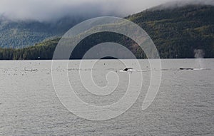 Humpback Whale in Alaska