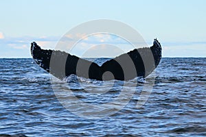 Humpback whale, Antarctic peninsula