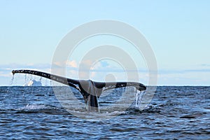 Humpback whale, Antarctic peninsula