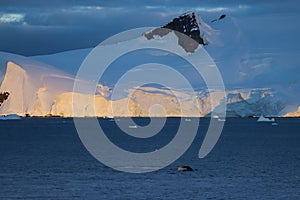 Humpback whale, Antarctic peninsula