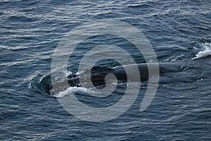 Humpback whale, Antarctic peninsula