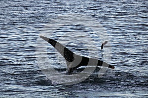 Humpback whale, Antarctic peninsula