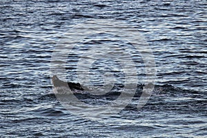 Humpback whale, Antarctic peninsula