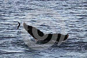 Humpback whale, Antarctica