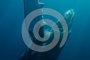 Humpback Whale in Atlantic