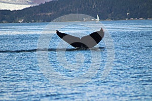 Humpback Whale in Auke Bay