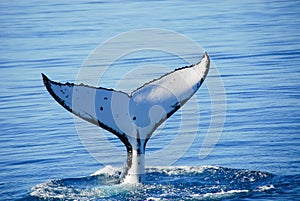 Humpback Whale in Australia photo