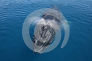 Humpback Whale Australia