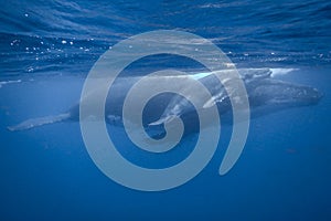 Humpback Whale and baby in Tonga