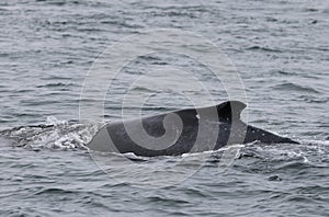 Humpback whale in the Bay of Fundy, Canada