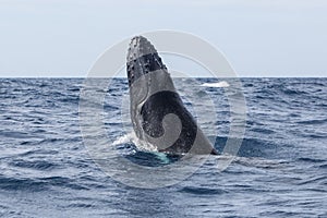 Humpback Whale Beginning to Breach
