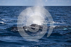 Humpback Whale Blow at Surface