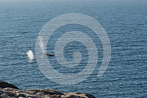 Humpback whale blow from two surfacing whales