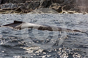 Humpback whale, blowhole and spray