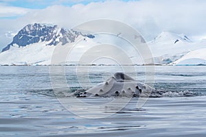 humpback whale blowing