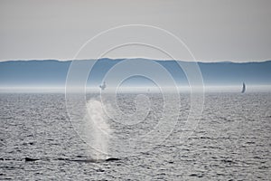 Humpback whale while blowing