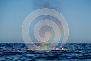 humpback whale blowing a rainbow after breaching in Todos Santos Mexico, Baja california Sur