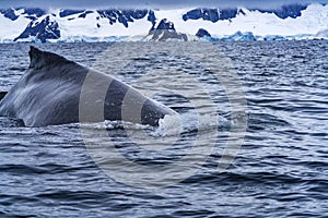 Humpback Whale Blue Charlotte Bay Antarctica