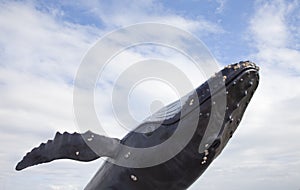 Humpback whale with blue sky