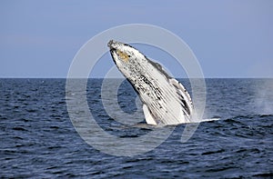 Humpback Whale breach