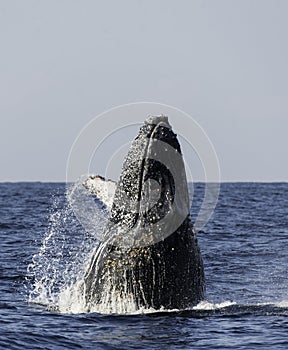 Humpback Whale Breach