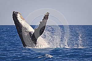 Humpback whale breach