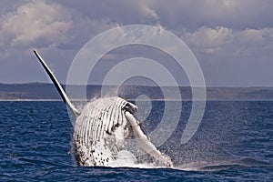 Humpback whale breach