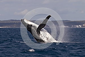 Humpback whale breach