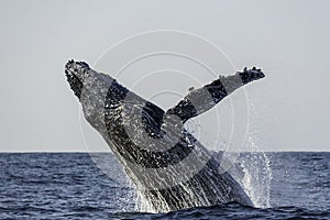 Humpback whale breach