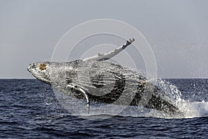 Humpback whale breach