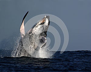 Humpback whale breach photo