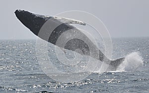 Humpback whale breach