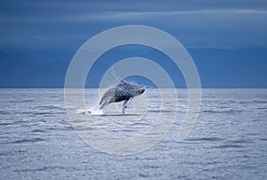 Humpback whale breach