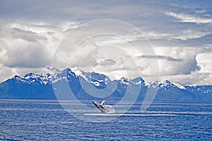 Humpback whale breach