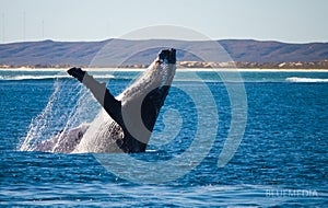 Humpback whale breach photo