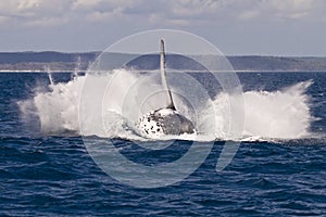 Humpback whale breach splash