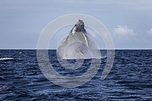 Humpback whale breach the surface of ocean