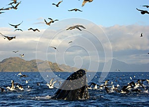 Humpback whale breaches