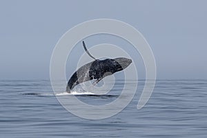 Humpback Whale Breaches in Atlantic Ocean