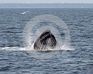 Humpback Whale - Breaches the Ocean Surface.