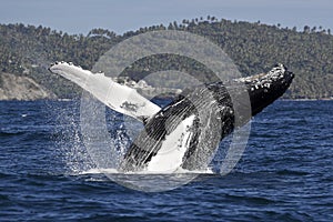 Humpback Whale breachiing