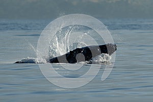 Humpback whale breaching.