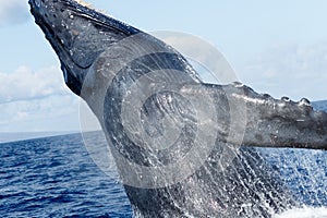 Humpback whale breaching.