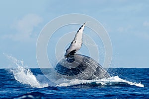 Humpback whale breaching.