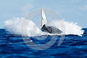 Humpback whale breaching.