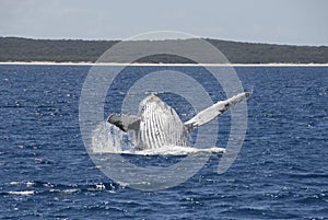 Humpback Whale Breaching