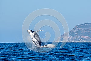 Humpback Whale Breaching