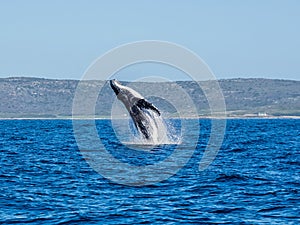 Humpback Whale Breaching