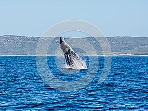 Humpback Whale Breaching